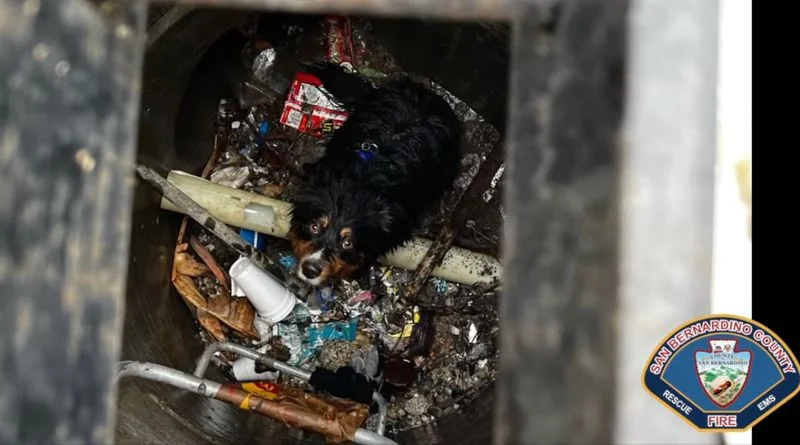 AirTag Helps Rescuers Find Dog Lost in California Flood