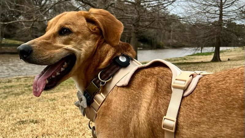 Report Highlights Danger of Using AirTags for Tracking Dogs