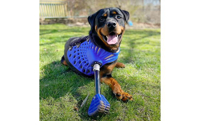 In Apple’s latest iPhone ad, ‘Invincibles,’ dogs get to play again via prosthetics