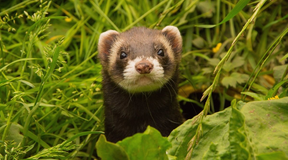Apple Unveils Ferret LLM: A Leap Forward for Siri and iOS App Interaction